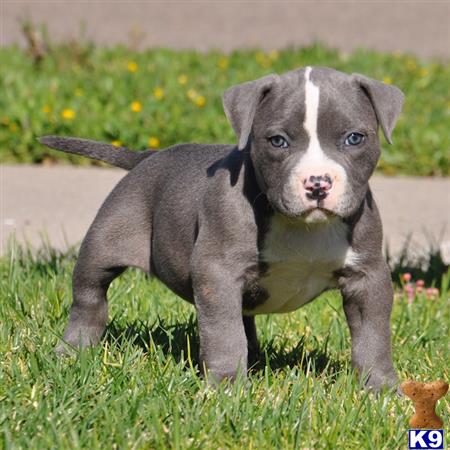 american pit bull puppy posted by Pitbulls for Sale